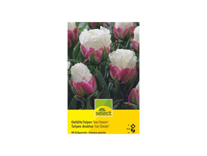Select Gefüllte Tulpen Ice Cream ''