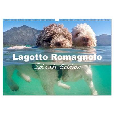 Lagotto Romagnolo Splash Edition (Wall Calendar 2026 DIN A3 landscape), CALVENDO 12 Month Wall Calendar