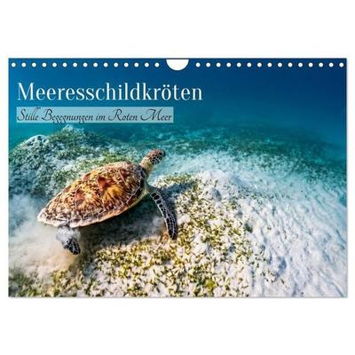 Meeresschildkröten: Stille Begegnungen im Roten Meer (Wandkalender 2027 DIN A4 quer), CALVENDO Monatskalender