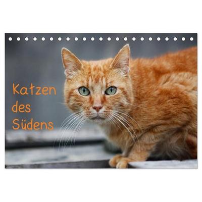 Katzen des Südens (Tischkalender 2027 DIN A5 quer), CALVENDO Monatskalender