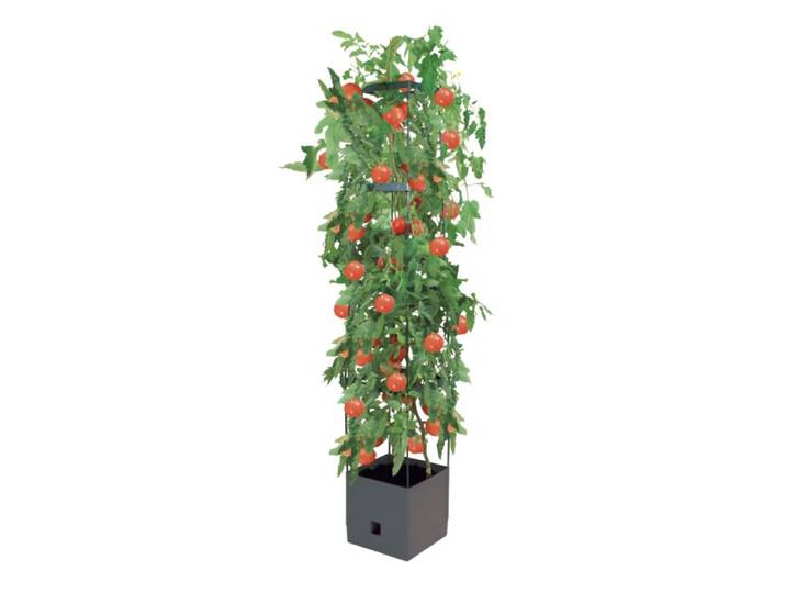 Tomatenturm für Aufzucht