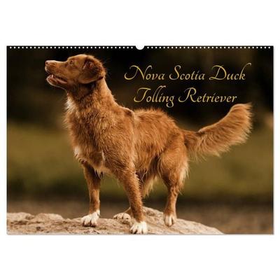 Nova Scotia Duck Tolling Retriever (Wandkalender 2027 DIN A2 quer), CALVENDO Monatskalender