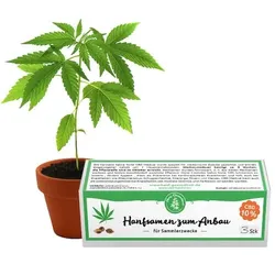 Hanf Gesundheit CBD Hanfsamen, CBD 7% - 3 Stk