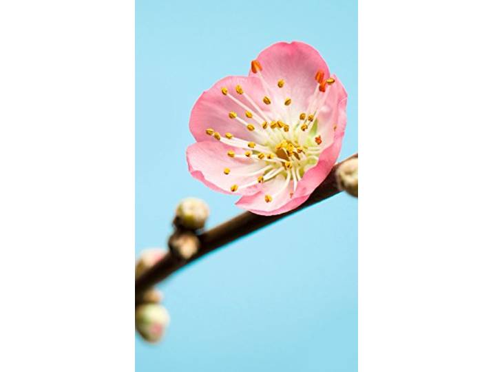 Komar Vlies Fototapete Peach Blossom , 150 x 250 cm, 3 Bahnen