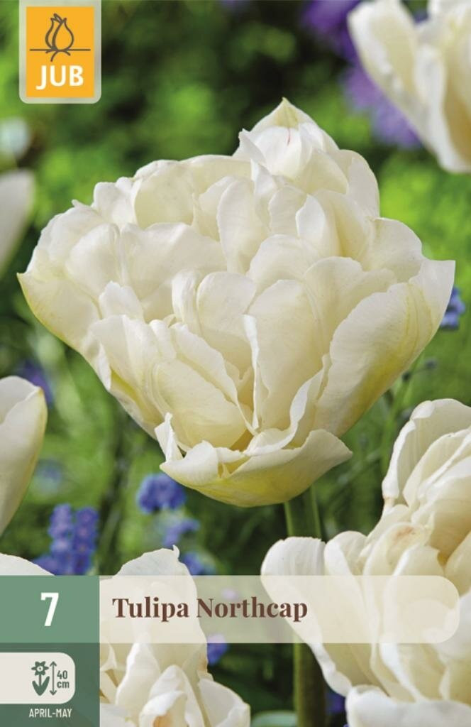 JUB Tulipa Northcap 7 bloembollen