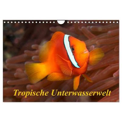 Tropische Unterwasserwelt (Wandkalender 2027 DIN A4 quer), CALVENDO Monatskalender