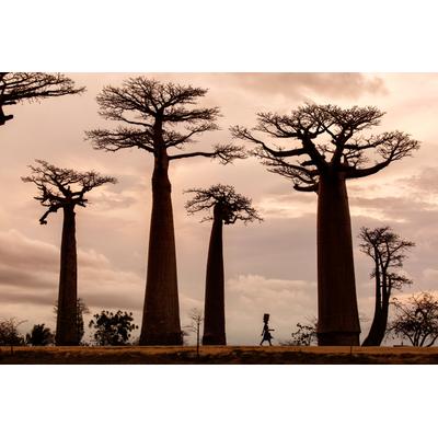 Fototapete PAPERMOON "Photo-Art DAN MIRICA, MADAGASKAR", bunt, B:3,5m L:2,6m, Vlies, Tapeten