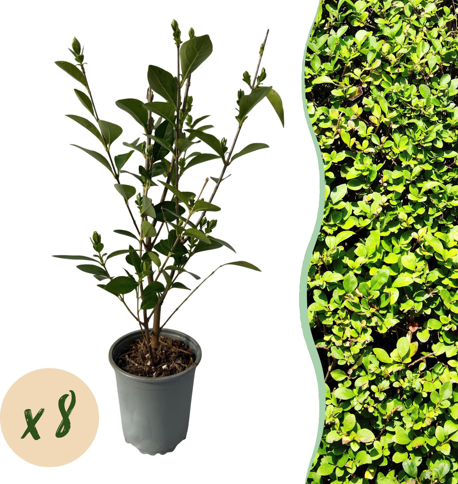 8x Ligustrum ovalifolium Gewone Liguster Groenblijvend Groen 30-40cm Ø10cm Tuinplant van Pflanzenboutique