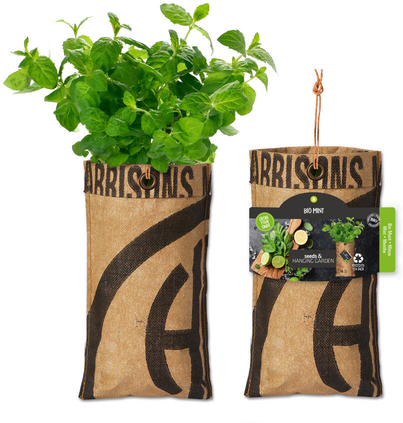 Baza Seeds hängender Garten Bio Minze