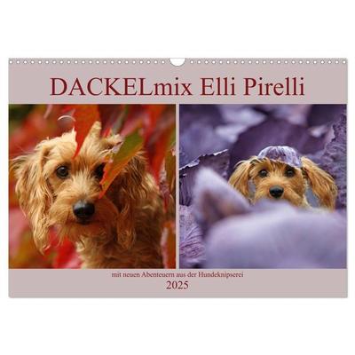 DACKELmix Elli Pirelli (Wandkalender 2025 DIN A3 quer), CALVENDO Monatskalender