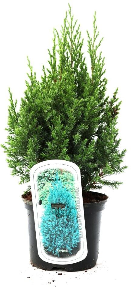 Pflanzen Kugelwacholder 'Stricta' 2 L Container