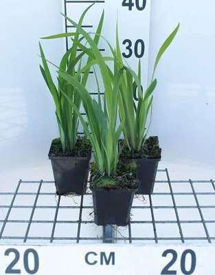 6 x Siberische iris Iris sibirica Blue King - Pot van 9 x 9 cm - GRDplanten