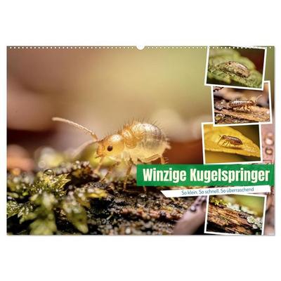 Winzige Kugelspringer (Wandkalender 2027 DIN A2 quer), CALVENDO Monatskalender
