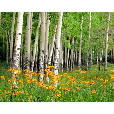 Fototapete PAPERMOON "Aspen Grove and Orange Wildflowers", bunt, B:4m L:2,6m, Vlies, Tapeten
