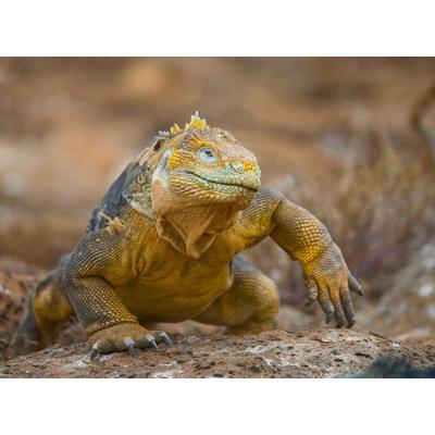 Fototapete PAPERMOON "Galapagos-Leguan", bunt, B:2,5m L:1,86m, Vlies, Tapeten