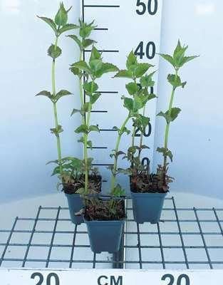 6 x Monarda hybr. Cambridge Scarlet Indianenessel in pot van 9 x 9 cm van GRDplanten