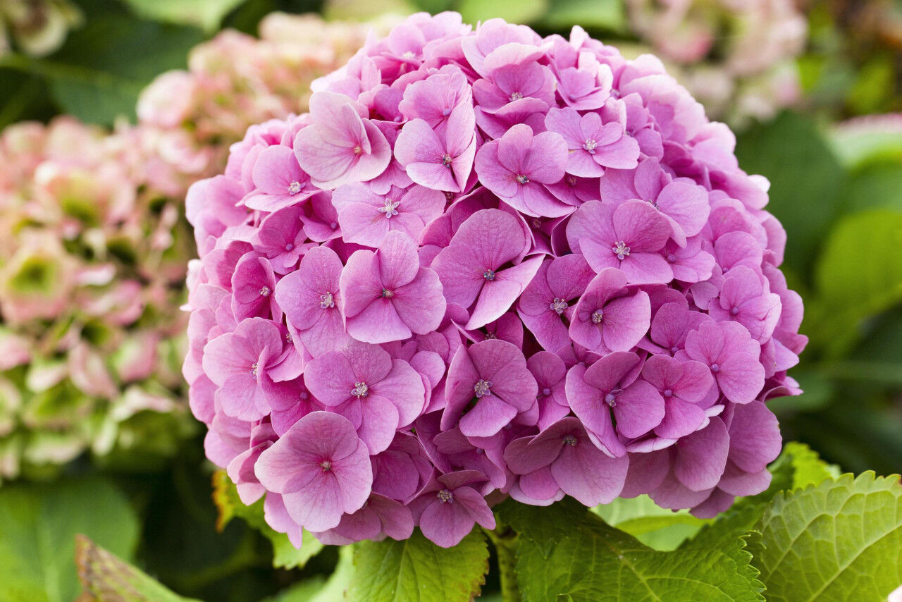 Pflanzen Freiland-Hortensie Hydrangea macrophylla 23 cm Topf