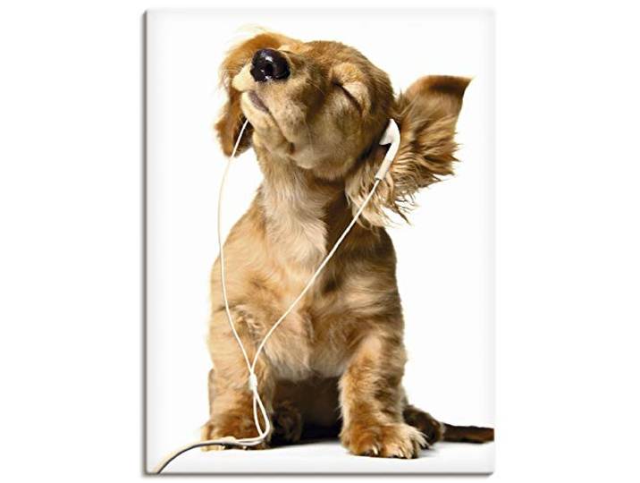 ARTLAND Wanddeko Leinwand Bilder Wandbild 45x60 cm Hund Tiere Musik Dackel Welpen Lustig Kunst Surreal Modern Kunst T5QE