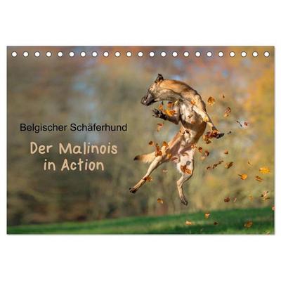 Belgischer Schäferhund - Der Malinois in Action (Tischkalender 2027 DIN A5 quer), CALVENDO Monatskalender