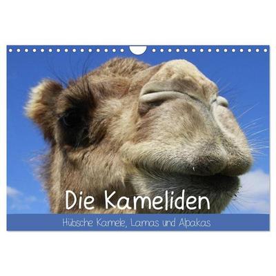 Die Kameliden. Hübsche Kamele, Lamas und Alpakas (Wandkalender 2027 DIN A4 quer), CALVENDO Monatskalender
