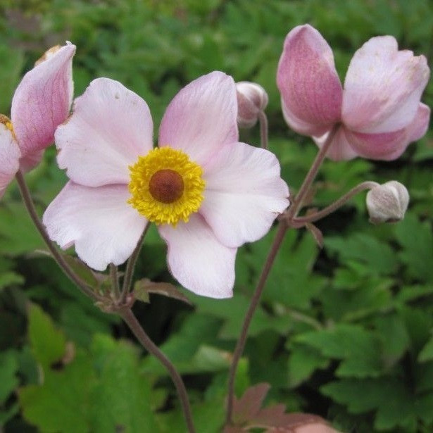 6 x Anemone tomentosa Albadura Viltige herfst anemoon, Pot van 9x9 cm
