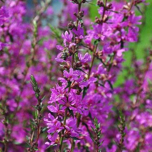 6 x Bloeiende waterkers Lythrum salicaria Robert in pot van 9x9 cm van Arborix