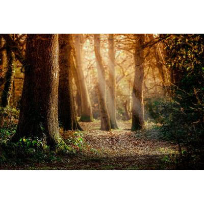 Fototapete PAPERMOON "Wald", bunt, B:4,5m L:2,8m, Vlies, Tapeten
