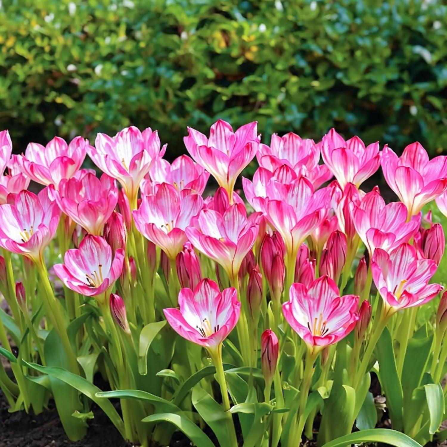 Colchicum Giant winterharde bloembollen - 3 stuks - Herfstbloeier - Dutch Bulbs