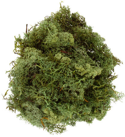 Islandmoos, grün, 250 g