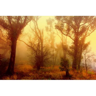 Fototapete PAPERMOON "Wald", bunt, B:3m L:2,23m, Vlies, Tapeten