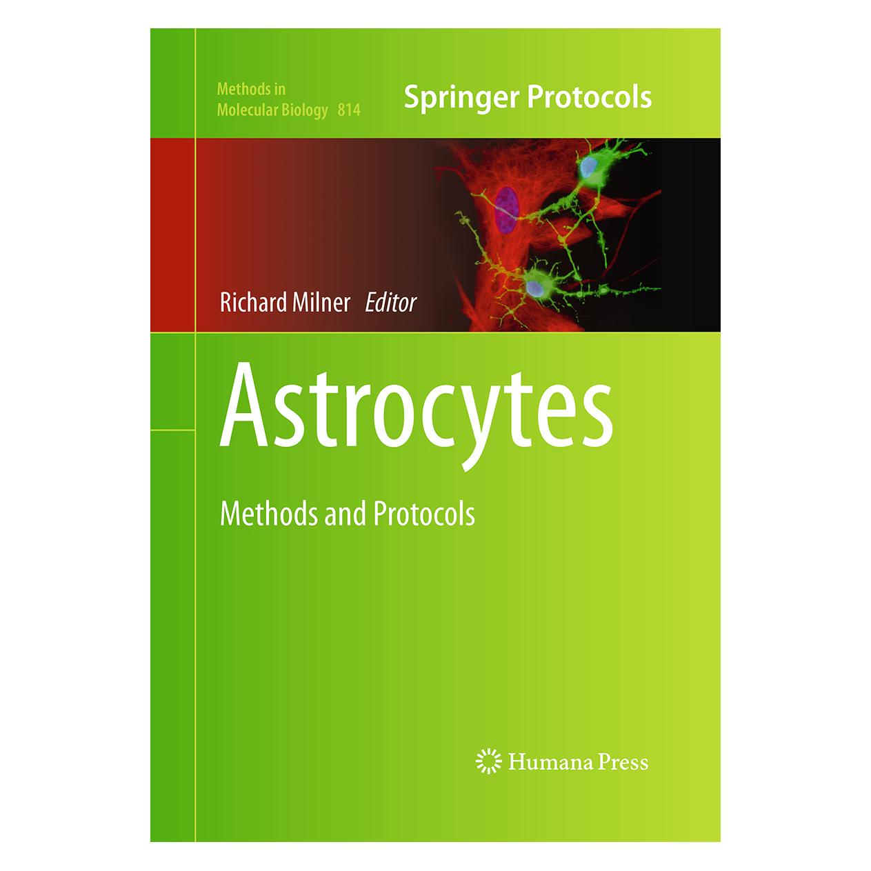 Springer Astrocytes (Englisch, Softcover, Richard Milner) (55964813)