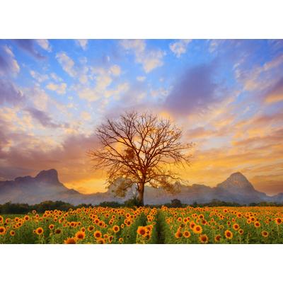 Fototapete PAPERMOON "Sunflower Field", bunt, B:4m L:2,6m, Vlies, Tapeten