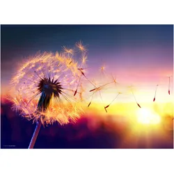 CoverYourDesk, Unterlage, Schreibtischunterlage Pusteblume im Sonnenlicht