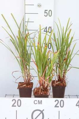 6 x Carex grayi Morgenstern zegge in pot van 9 x 9 cm