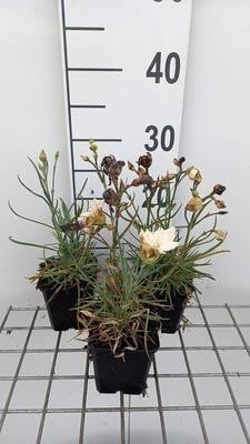 6 x Dianthus (p) 'Devon Cream' - Narcis - Pot van 9 x 9 cm