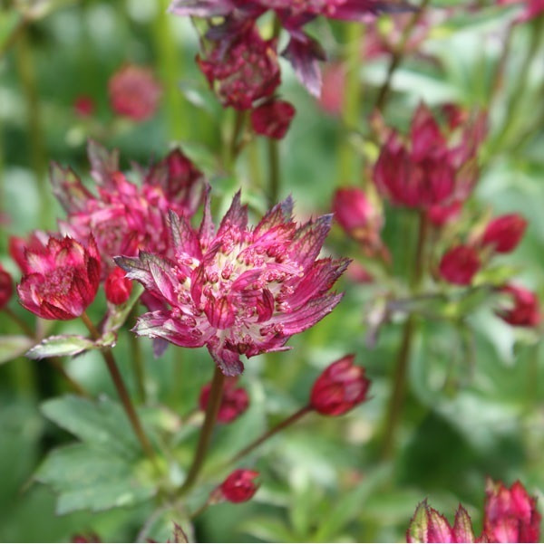 6 x Astrantia major Rubra Sterrenbloem - Pot van 9x9 cm