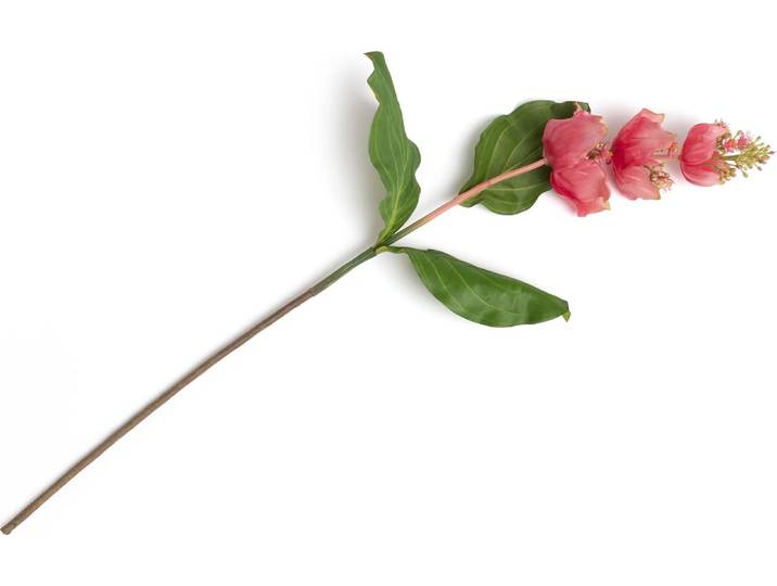 Coco Maison Medinilla Spray Kunstblume H110cm
