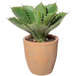 Kunstpflanze Echeveria (LBH 25x25x25 cm) - grün - LBH 25x25x25 cm