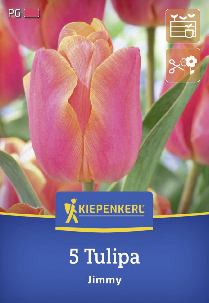 Kiepenkerl Herbstblumenzwiebel Triumph-Tulpe Jimmy 5 Stück