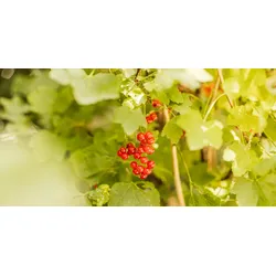 Rote Johannisbeere Kimiko 60-80 cm inkl. Topf