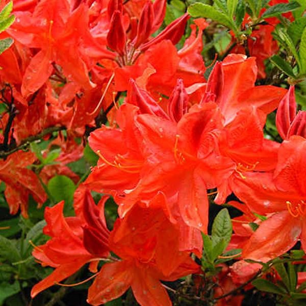 Azalea Knaphill Rhododendron in pot, 40-50 cm