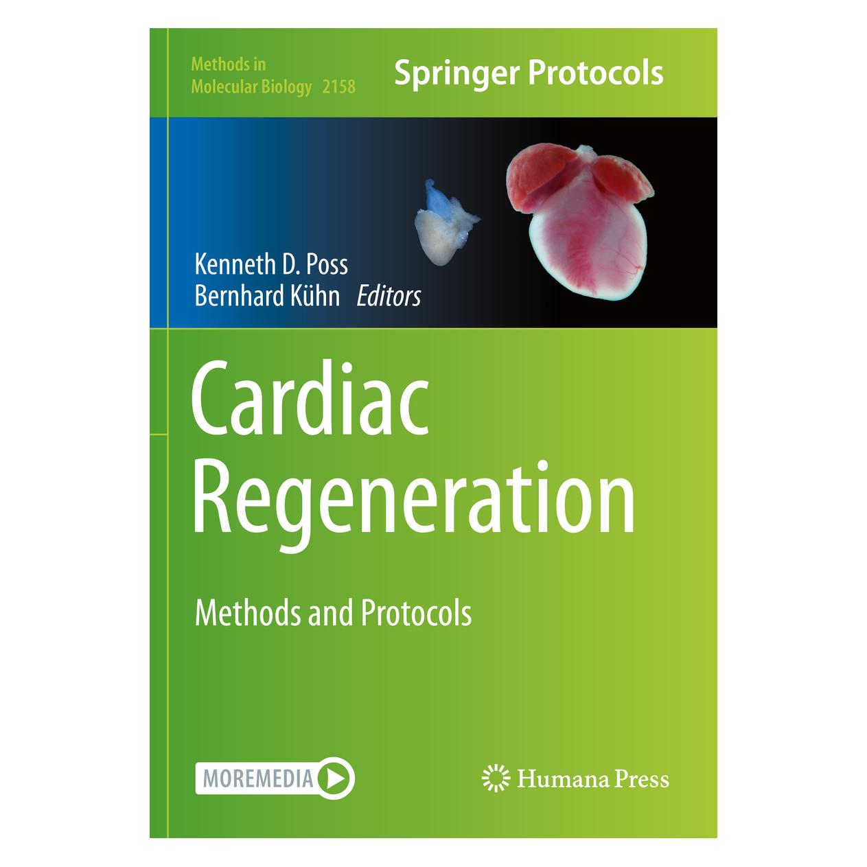 Springer Cardiac Regeneration (Englisch, Softcover, Bernhard Kühn, Kenneth D. Poss) (56204158)