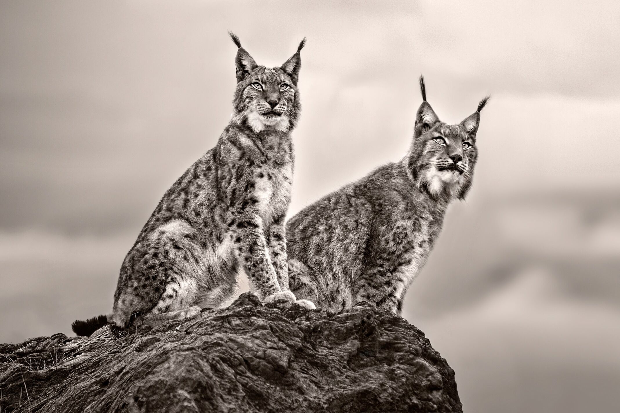 Fototapete PAPERMOON "Photo-Art XAVIER ORTEGA, ZWEI LUCHS AUF FELSEN", bunt, B:3,5m L:2,6m, Vlies, Tapeten, Fototapete bunt B/L: 3,5m x 2,6m, Bahnen: 7 Stk.