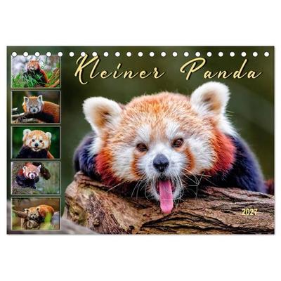 Kleiner Panda (Tischkalender 2027 DIN A5 quer), CALVENDO Monatskalender