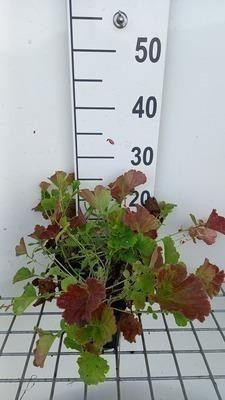 6 x Geum hybrida Smokey Peach Bronkruid, Potmaat: 9 x 9 cm