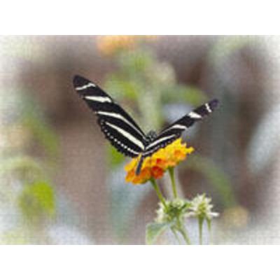 CALVENDO Puzzle Zebrafalter (Heliconius charitonius) 1000 Teile Puzzle quer | 1000 Teile Lege-Größe 64 × 48 cm Foto-Puzzle für glückliche Stunden