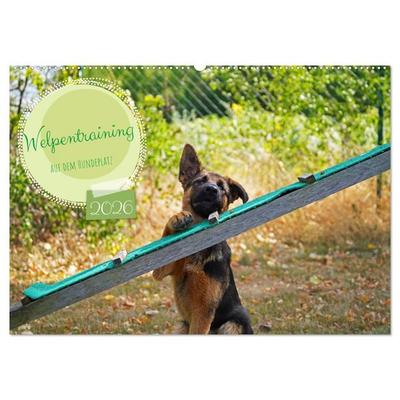 Welpentraining auf dem Hundeplatz (Wandkalender 2026 DIN A2 quer), CALVENDO Monatskalender