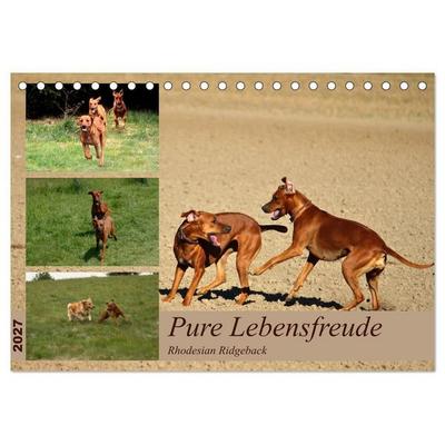 Rhodesian Ridgeback, Pure Lebensfreude (Tischkalender 2027 DIN A5 quer), CALVENDO Monatskalender