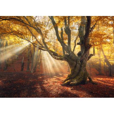 Fototapete PAPERMOON "Magical Old Trees Autumn Forest", bunt, B:3m L:2,23m, Vlies, Tapeten