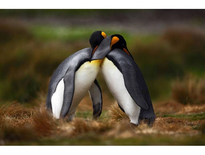 Fototapete PAPERMOON Pinguine , bunt, B:2,5m L:1,86m, Vlies, Tapeten, Fototapete